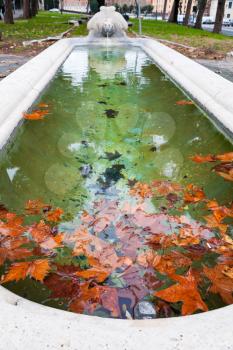 autumn sycamore leaves in urban pool in Rome, Italy
