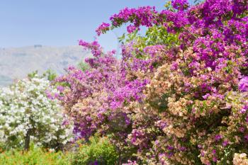 pink flowers of oleander in summer day in Sicily