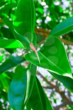 Magnolia pestle and leafs closeup
