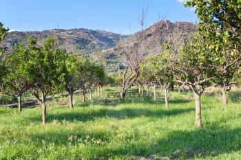 sicilian landscape - tangerine orchard with mountains on background