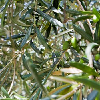 green olive tree with olives  close up