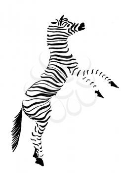 black and white zebra reared up
