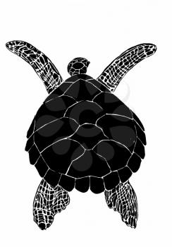sea turtle drawn by black ink