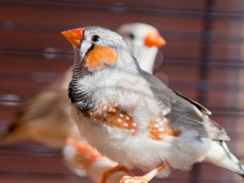 Cut-throat Finch - amadina fasciata - bird in cage