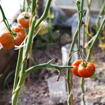 ripe tomatoes on hotbed in greenhouse