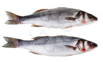 two raw sea bass fish isolated on white background