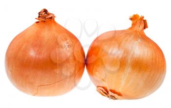 two common onion bulbs isolated on white background