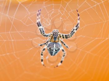 top view of Araneus spider at cobweb close up
