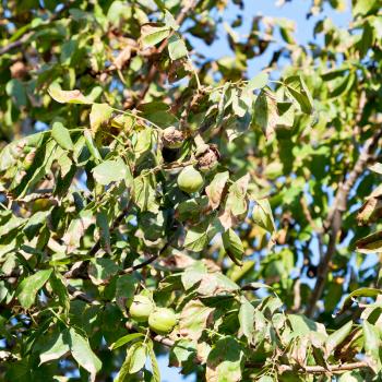 ripe fruits of walnut on tree in autumn