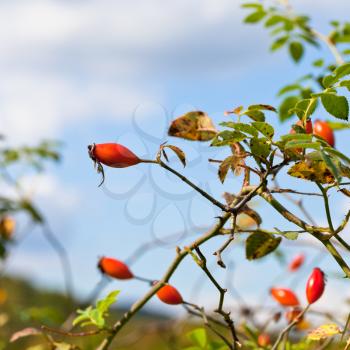 ripe haw fruits on hawthorn bush in autumn day