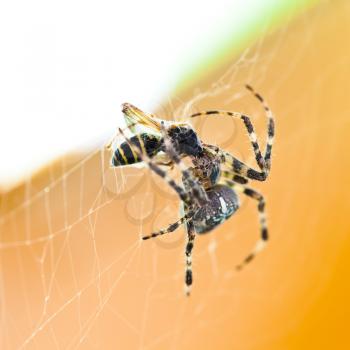 Araneus spider feeds captured wasp close up