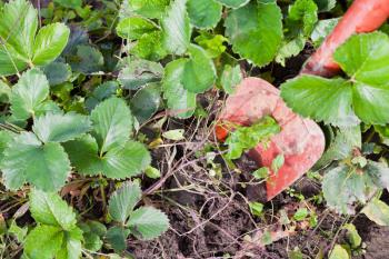 digging up hautbois strawberry garden bed with trowel