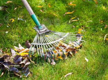 cleaning green lawn from leaf litter by rake