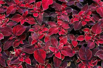 floral background from decorative red coleus leaves