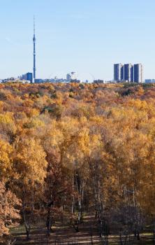 view of TV tower and autumn forest cleaning in sunny day in Moscow