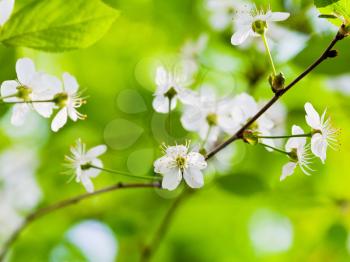 cherry blossoms with green background