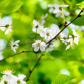 white spring flowers on tree brunch with green foliage background
