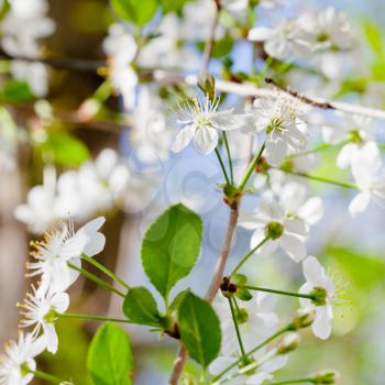 young twig with white spring blossoms in sunny day