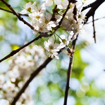 honey bee gathering nectar from spring white blossoming tree