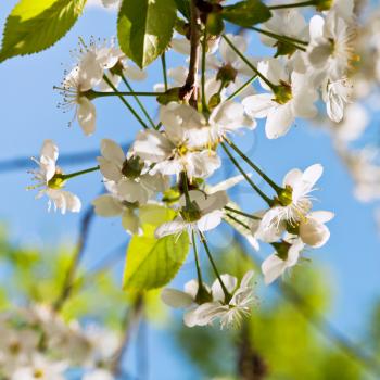 white spring blossoms on twig with blue sky background