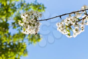 branch of cherry blossoms against blue spring sky