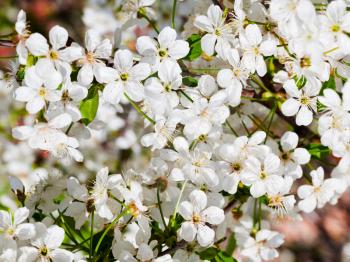 many flowers of cherry tree in spring