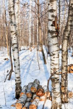 firewood piles in spring birch forest