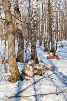 firewood production in spring birch forest