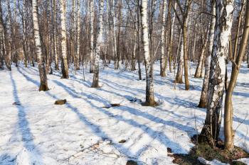morning in snow covered spring birch forest