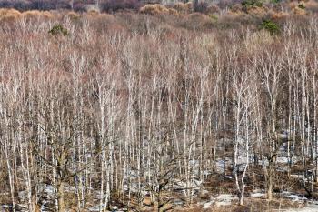 above view of bare trees and melting snow in spring forest