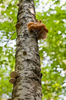 mushrooms on birch in summer forest