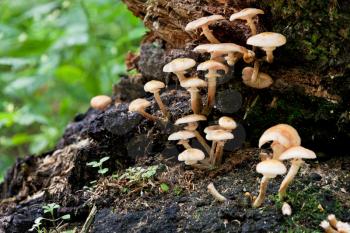 Mushrooms on rotten tree stump in wet forest