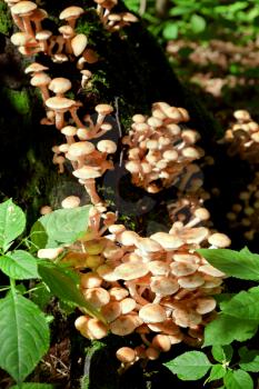 colony of fungi on tree stump in summer forest