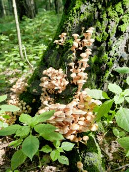 many of fungi on tree stump in summer forest