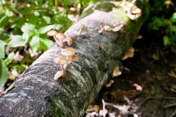 mushrooms on birch trunk in forest