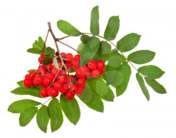 red rowan berries and green leaves isolated on white background