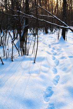 path in deep blue snow at early sunset in winter forest