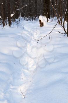 pathway in deep snow at early sunset in winter forest