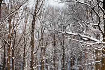 yellow oak branches under snow in winter forest