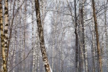 many birch trunks in winter forest