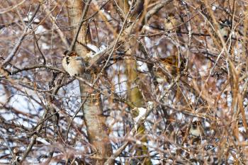 sparrows in bush in winter forest