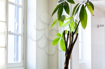green leaves of houseplant in white flat
