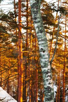 birch trunk and pine trees in forest at yellow winter sunset
