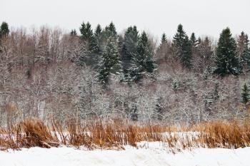 snowed spruce forest edge on a winter day
