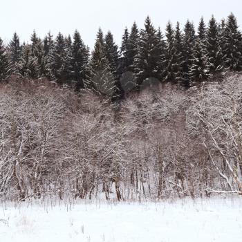 edge of a spruce forest on a winter day