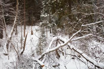 snowy ravine in wild winter forest