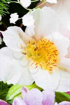 white flower head of fresh alstroemeria close up
