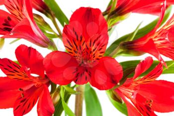flower bouquet from several red alstroemeria isolated on white background