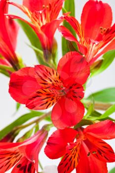 flower bouquet from several red alstroemeria isolated on white background