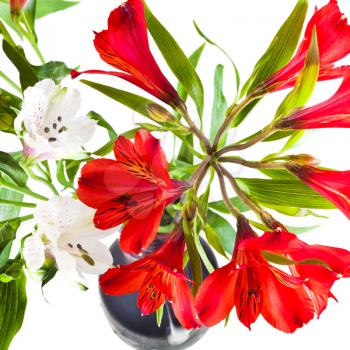 bunch of red and white alstremeria flowers in flower vase